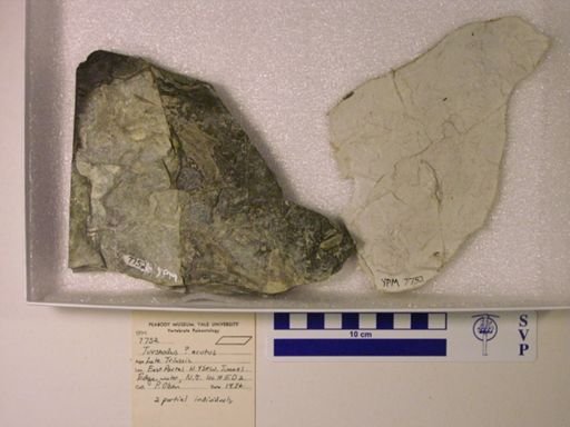 Turseodus acutus?