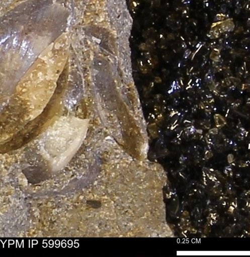 Protocardia subquadrata