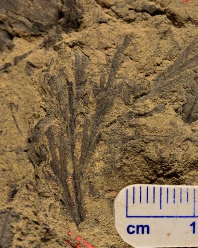 Sectilopteris latiloba