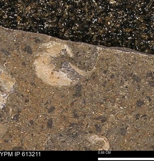 Scaphites sp.
