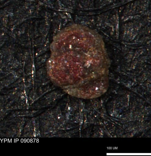 Trochammina umiatensis