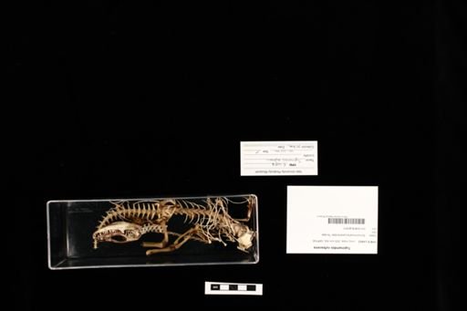 Tupinambis rufescens