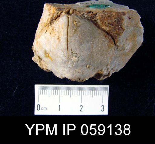 Meristella lata