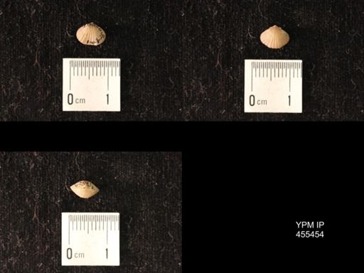 Platystrophia morrowensis