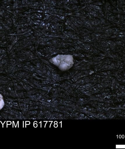 undet. Heterohelicidae