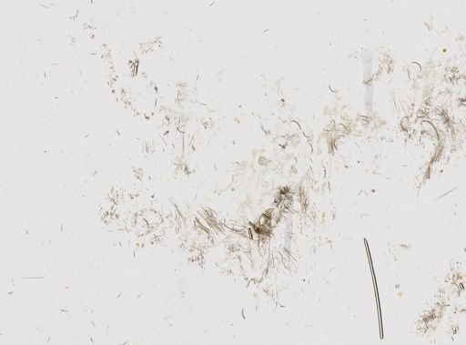 Biemna variantia papillifera