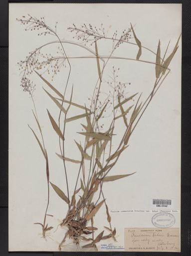 Panicum commutatum
