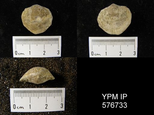Atrypa sp.