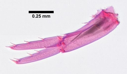 Hyalella