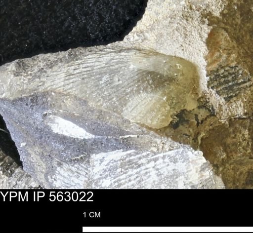 Oxytoma (Hypoxytoma) sp.