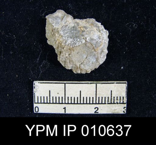 Productus inca
