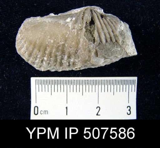 Spirifer segmentum