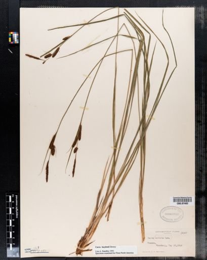 Carex haydenii