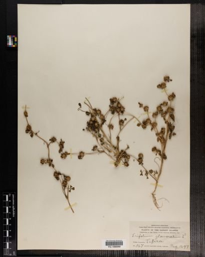 Plantae