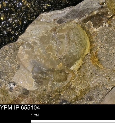 Protocardia