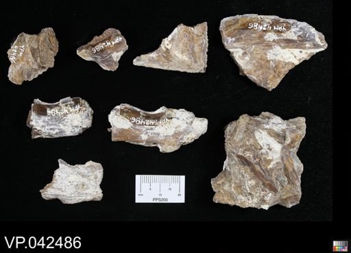 undet. Actinopterygii
