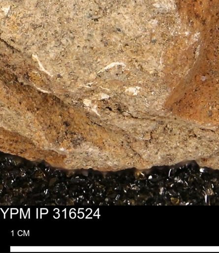 undet. Mollusca