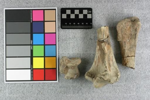 Subhyracodon sp.