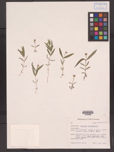 Arenaria macrophylla