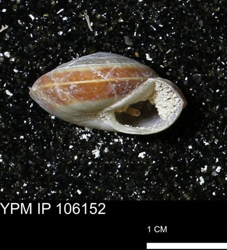 Poecilozonites bermudensis zonatus