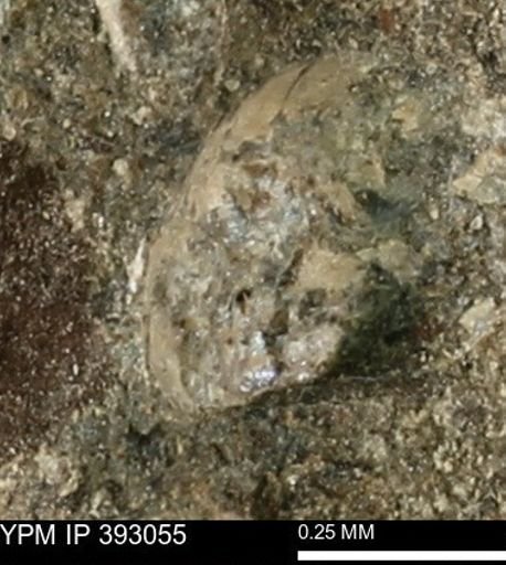 Scaphites sp.