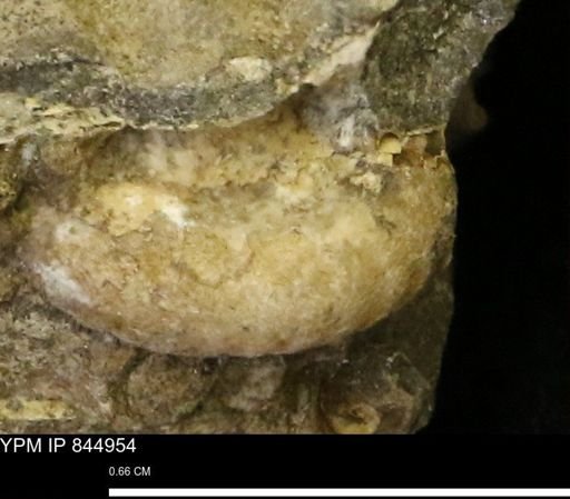 undet. Gastropoda