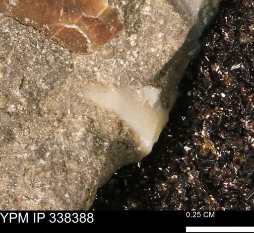 undet. Mollusca