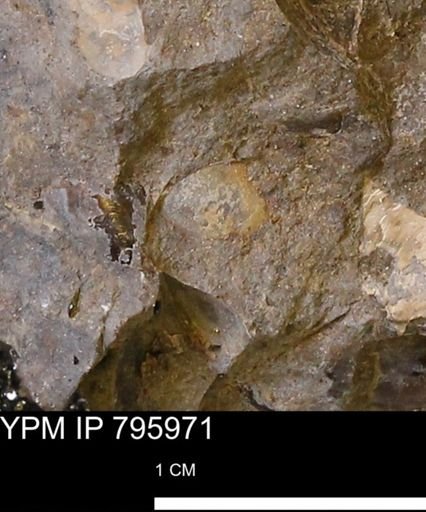 undet. Mollusca