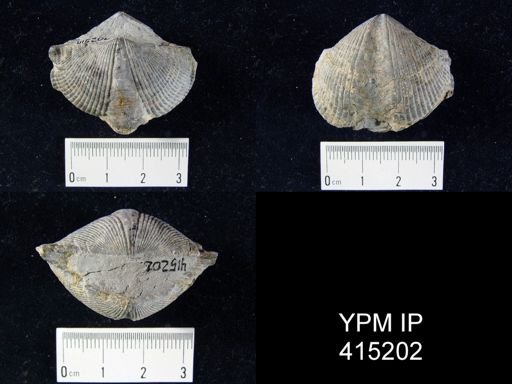 undet. Spinocyrtiidae