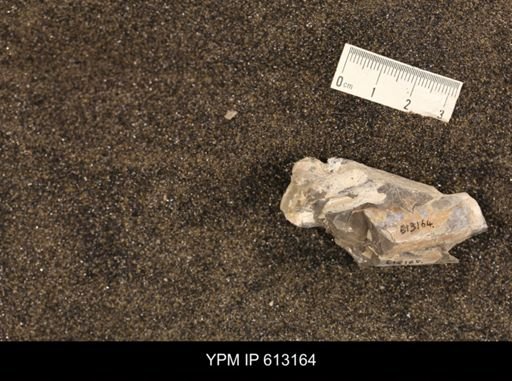 Baculites sp.