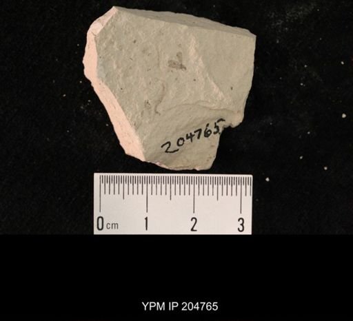 undet. Hexapoda