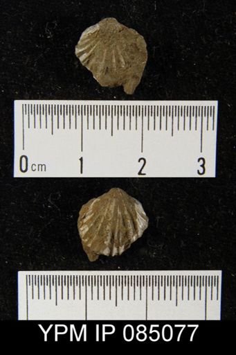 Camarotoechia vicina