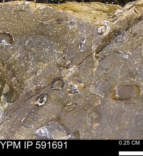Serpulidae