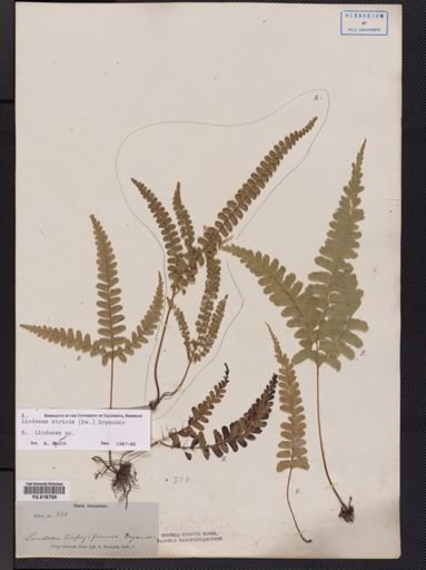 Lindsaea