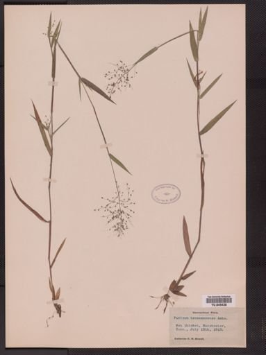 Panicum tennesseense