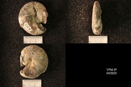 Hoploscaphites nicolletii