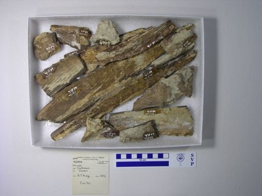 undet. Gnathostomata