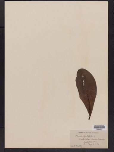 Galearis spectabilis