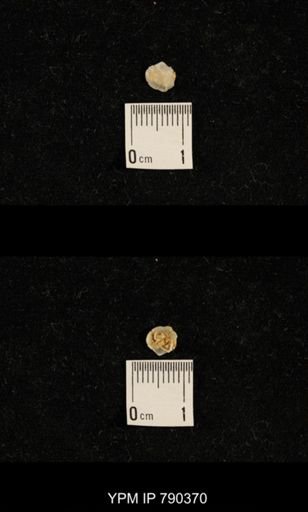 undet. Brachiopoda