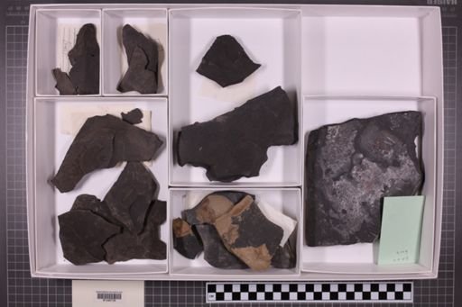 mixed taxa, stratigraphic collection