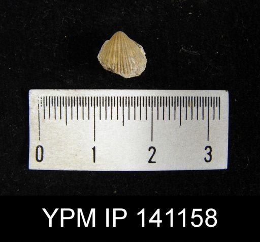 Eumetria sp.