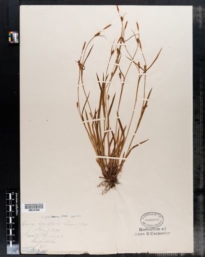 Carex gracilescens