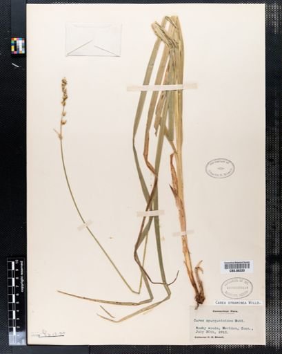 Carex straminea
