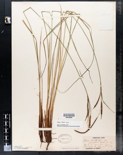 Carex stricta