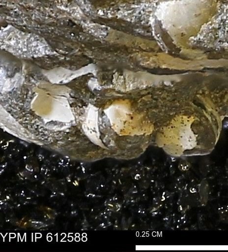 Protocardia sp.