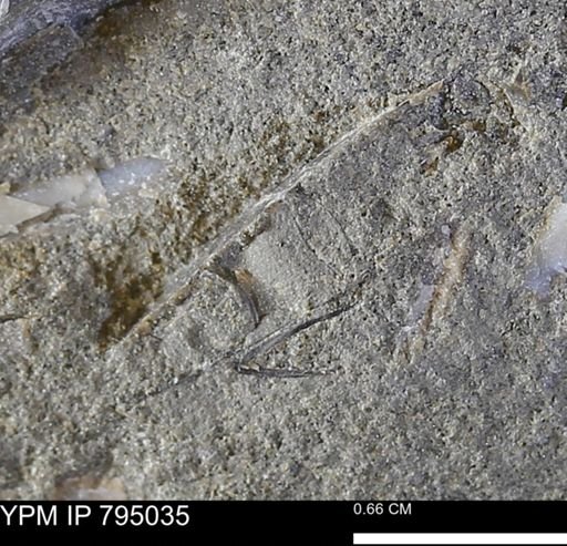 Ammonoidea?