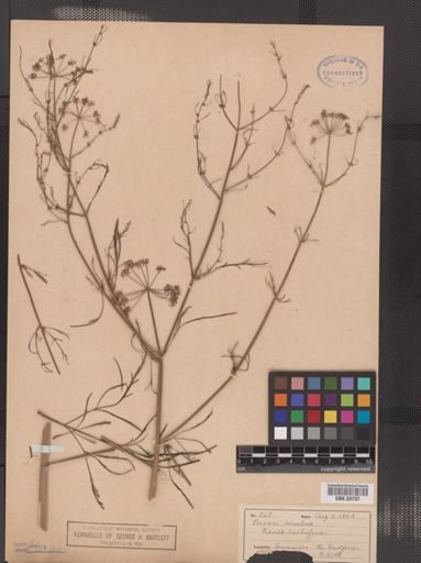 Cicuta bulbifera