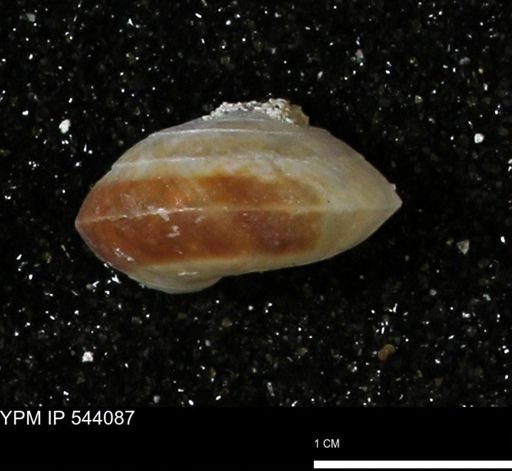Poecilozonites bermudensis zonatus