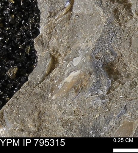 undet. Bivalvia