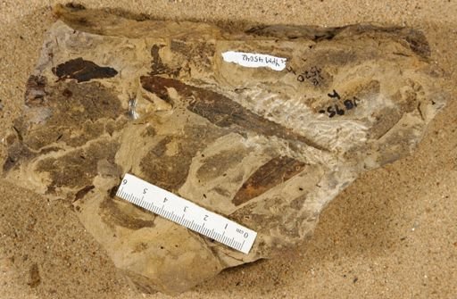 Crassidenticulum aquilae
